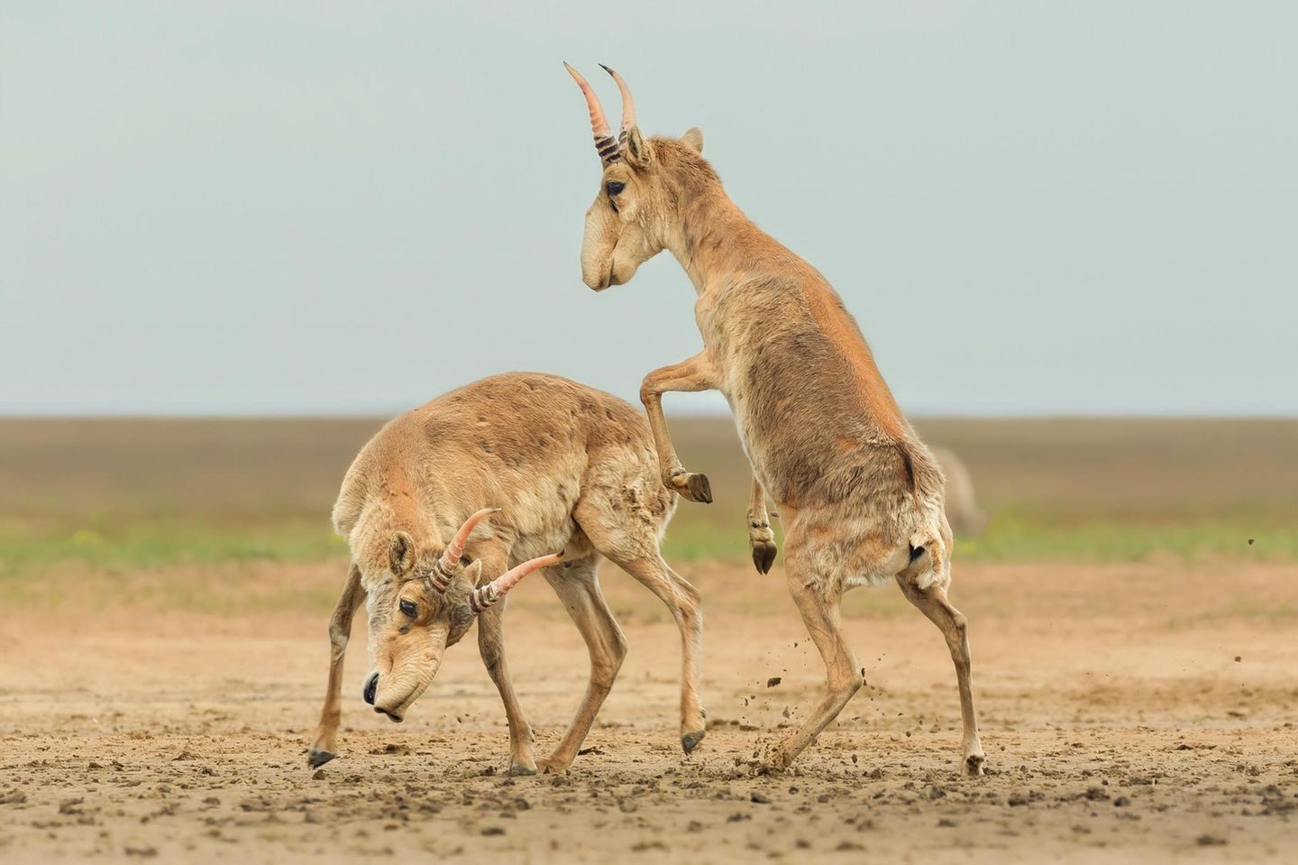 Kämpfende Saiga-Antilopen