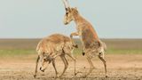 Kämpfende Saiga-Antilopen