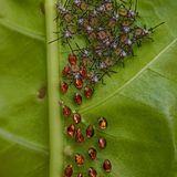 Wehrhafte Blattfußwanzen-Nymphen