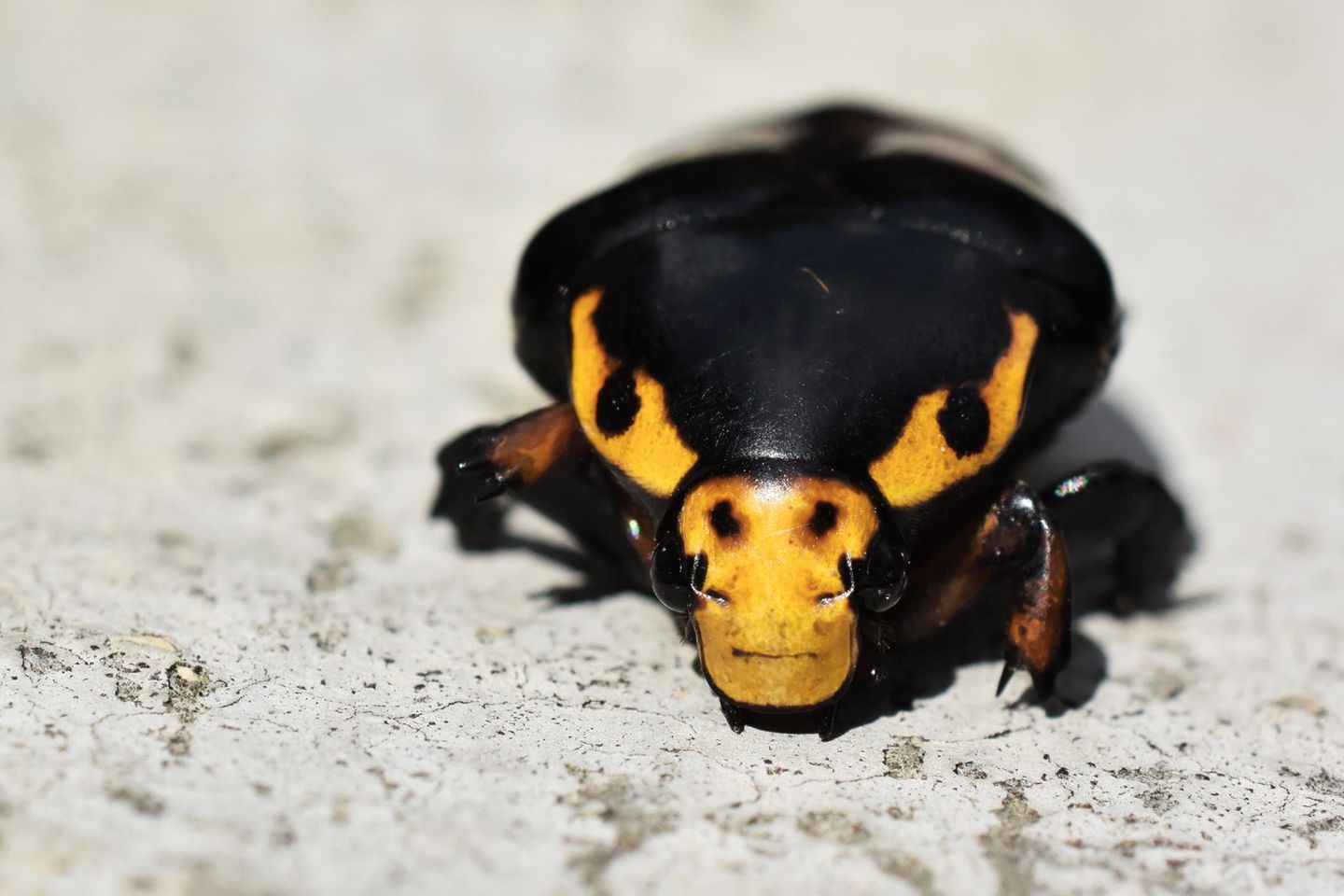 Käfer mit wehrhafter Maske