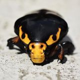 Käfer mit wehrhafter Maske