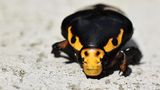 Käfer mit wehrhafter Maske