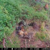 In der Kinderstube des Auerhuhns