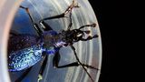 Käfer-Überwachung im Dienst der Wissenschaft