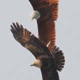 Luftkampf der Brahmanenmilane