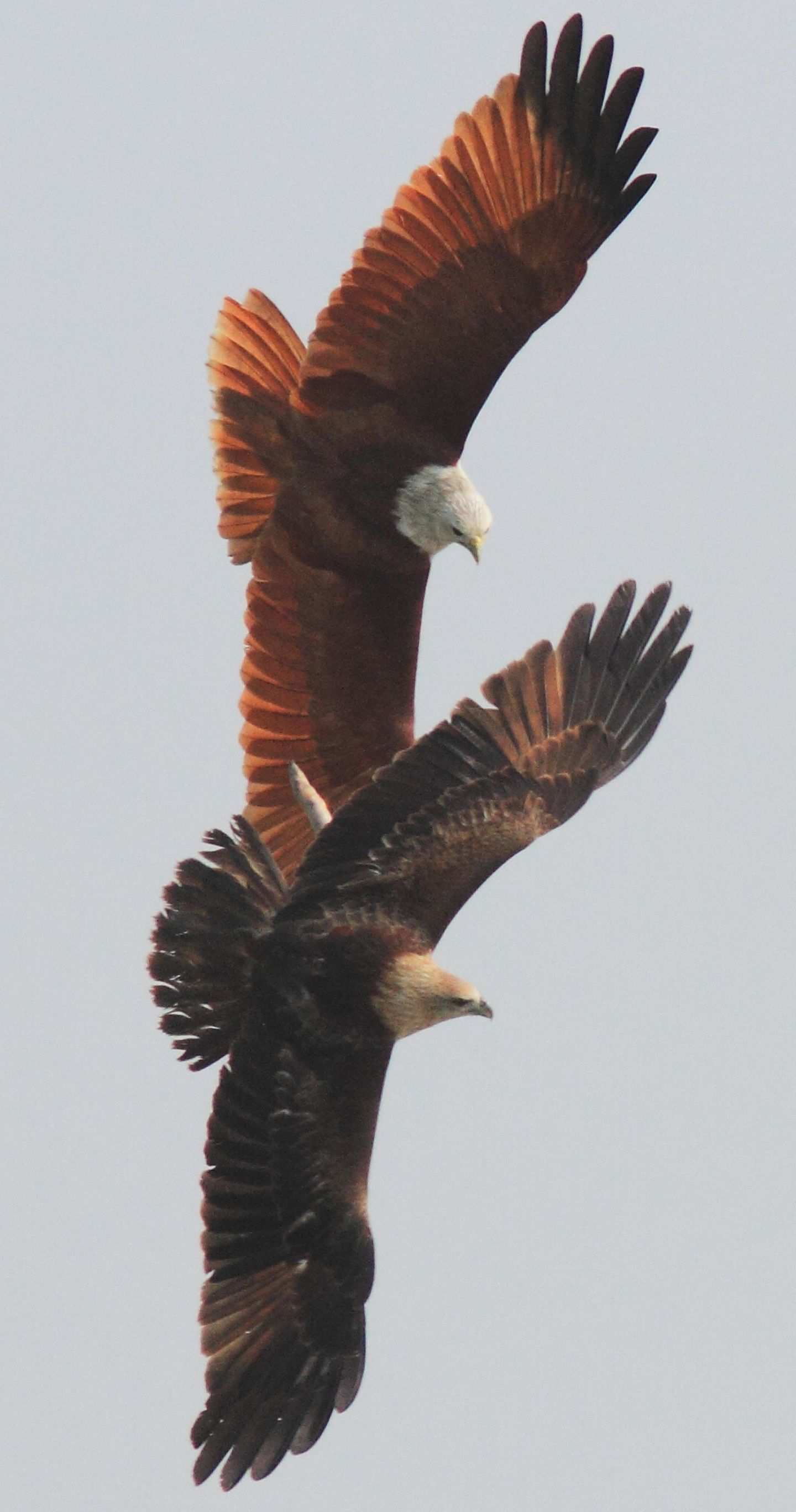 Luftkampf der Brahmanenmilane