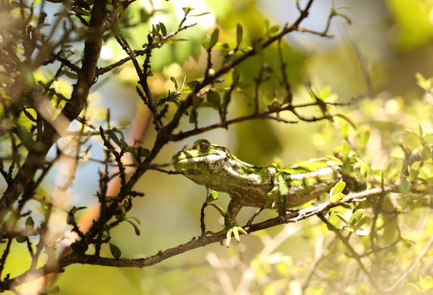 Gecko Naultinus gemmeus