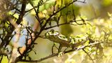 Gecko Naultinus gemmeus