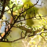 Gecko Naultinus gemmeus