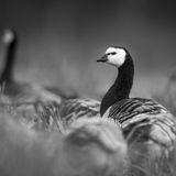 Nonnengänse auf der Hut