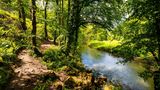 Sauerland-Waldroute