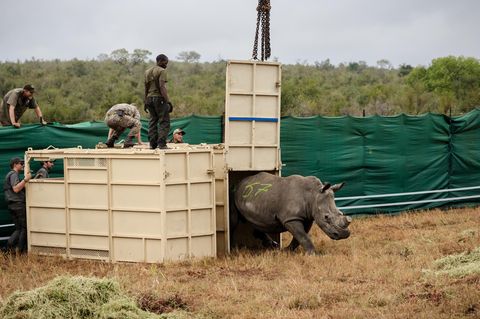 Breitmaulnashorn läuft los nach dem Transport