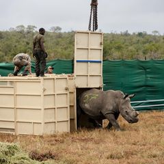 Breitmaulnashorn läuft los nach dem Transport