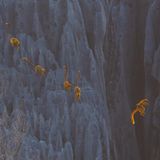 Ein Brauner Maki mitten im Sprung: Mit Jungtier auf dem Rücken führt das mutige Weibchen seine Gruppe über die schroffen Felsen Madagaskars.