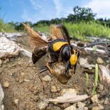 Mit einem Schlammbällchen im Griff fliegt die Töpferwespe los, um damit ihr Nest weiter aufzubauen. Ingenieur Takuya Ishiguro gelang die besondere Aufnahme nur mit einem eigens gebauten Kameraobjektiv. 
