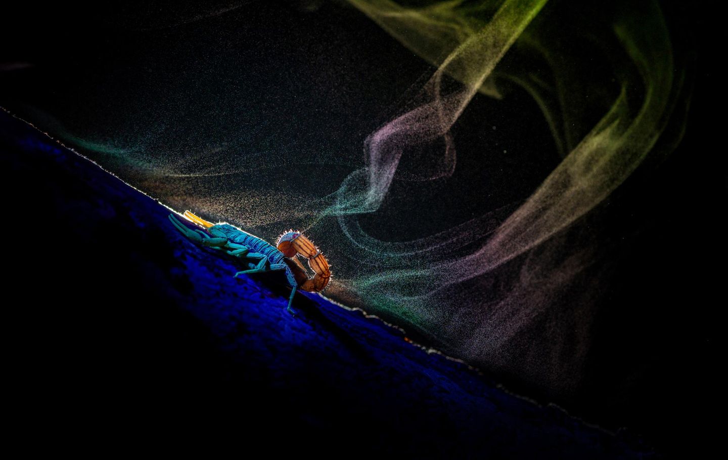 Verschiedene Pilzsporen leuchten auf dem Holz, UV-Licht lässt den Skorpion strahlen – eine Szene wie aus dem Nachtclub, festgehalten in Badlapur.