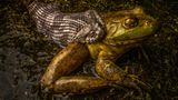 Diamantrücken-Wassernatter packt Ochsenfrosch: Seltene Szene aus Texas. Bei einer nächtlichen Wanderung stößt der Fotograf auf das spektakuläre Duell – beide Arten kreuzen sonst kaum ihre Wege. 