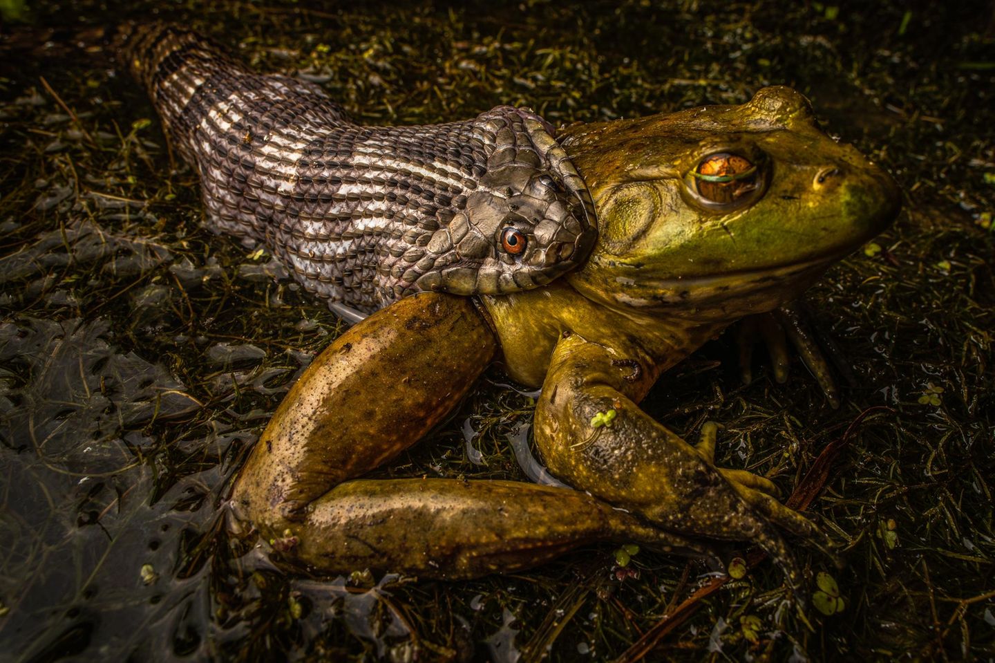 Diamantrücken-Wassernatter packt Ochsenfrosch: Seltene Szene aus Texas. Bei einer nächtlichen Wanderung stößt der Fotograf auf das spektakuläre Duell – beide Arten kreuzen sonst kaum ihre Wege. 