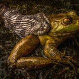Diamantrücken-Wassernatter packt Ochsenfrosch: Seltene Szene aus Texas. Bei einer nächtlichen Wanderung stößt der Fotograf auf das spektakuläre Duell – beide Arten kreuzen sonst kaum ihre Wege. 