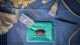 Ein Embryo wächst heran – doch leider starb die Leihmutter an einer bakteriellen Infektion. Das Projekt BioRescue zeigt dennoch, dass es Hoffnung für die letzten Nashörner Kenias gibt. 