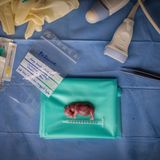 Ein Embryo wächst heran – doch leider starb die Leihmutter an einer bakteriellen Infektion. Das Projekt BioRescue zeigt dennoch, dass es Hoffnung für die letzten Nashörner Kenias gibt. 