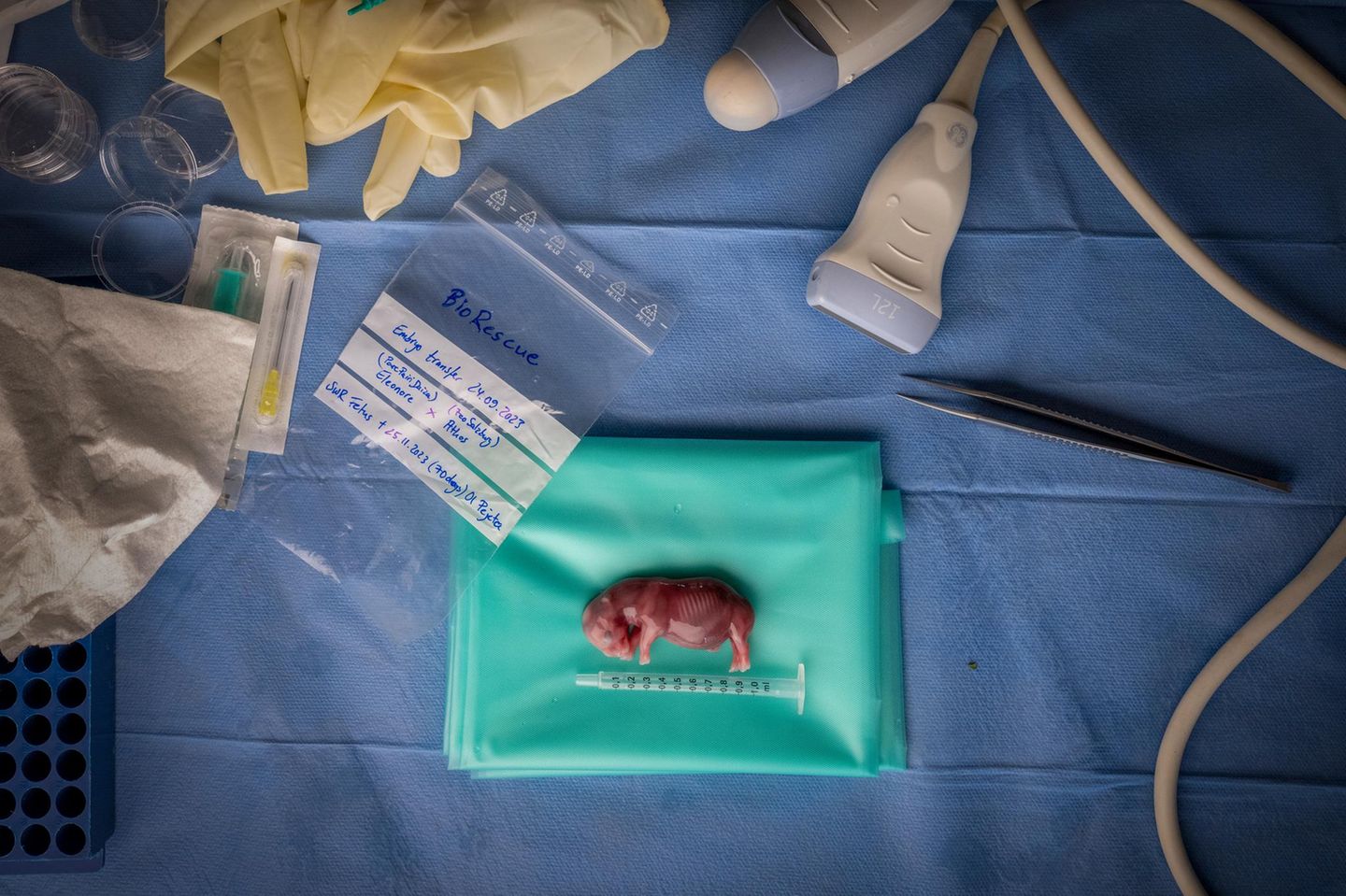 Ein Embryo wächst heran – doch leider starb die Leihmutter an einer bakteriellen Infektion. Das Projekt BioRescue zeigt dennoch, dass es Hoffnung für die letzten Nashörner Kenias gibt. 