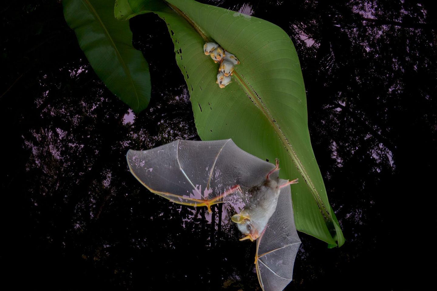 Sechs Honduranische Weißfledermäuse hängen unter einem Blatt in der Nähe der Biologischen Forschungsstation La Selva in Costa Rica. Eine startet zur nächtlichen Feigensuche, die durchscheinenden Flügel im Fokus – die Familie folgt ihrem Ruf ins Dunkel.