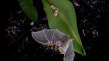 Sechs Honduranische Weißfledermäuse hängen unter einem Blatt in der Nähe der Biologischen Forschungsstation La Selva in Costa Rica. Eine startet zur nächtlichen Feigensuche, die durchscheinenden Flügel im Fokus – die Familie folgt ihrem Ruf ins Dunkel.