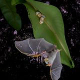 Sechs Honduranische Weißfledermäuse hängen unter einem Blatt in der Nähe der Biologischen Forschungsstation La Selva in Costa Rica. Eine startet zur nächtlichen Feigensuche, die durchscheinenden Flügel im Fokus – die Familie folgt ihrem Ruf ins Dunkel.