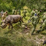 Ein Spitzmaulznashorn ringt um Luft, es ist gerade im Ol-Pejeta-Reservat aus einer schwierigen Narkose erwacht. Die Tiere waren einst in Kenia weit verbreitet, wurden jedoch in den 1970er- und 80er-Jahren durch Wilderei fast ausgerottet. Mit dem Schutz durch die Ranger läuft die Wiederansiedlung der Tiere langsam an – das Ziel: 2000 Tiere, um die Zukunft der Art zu retten.
