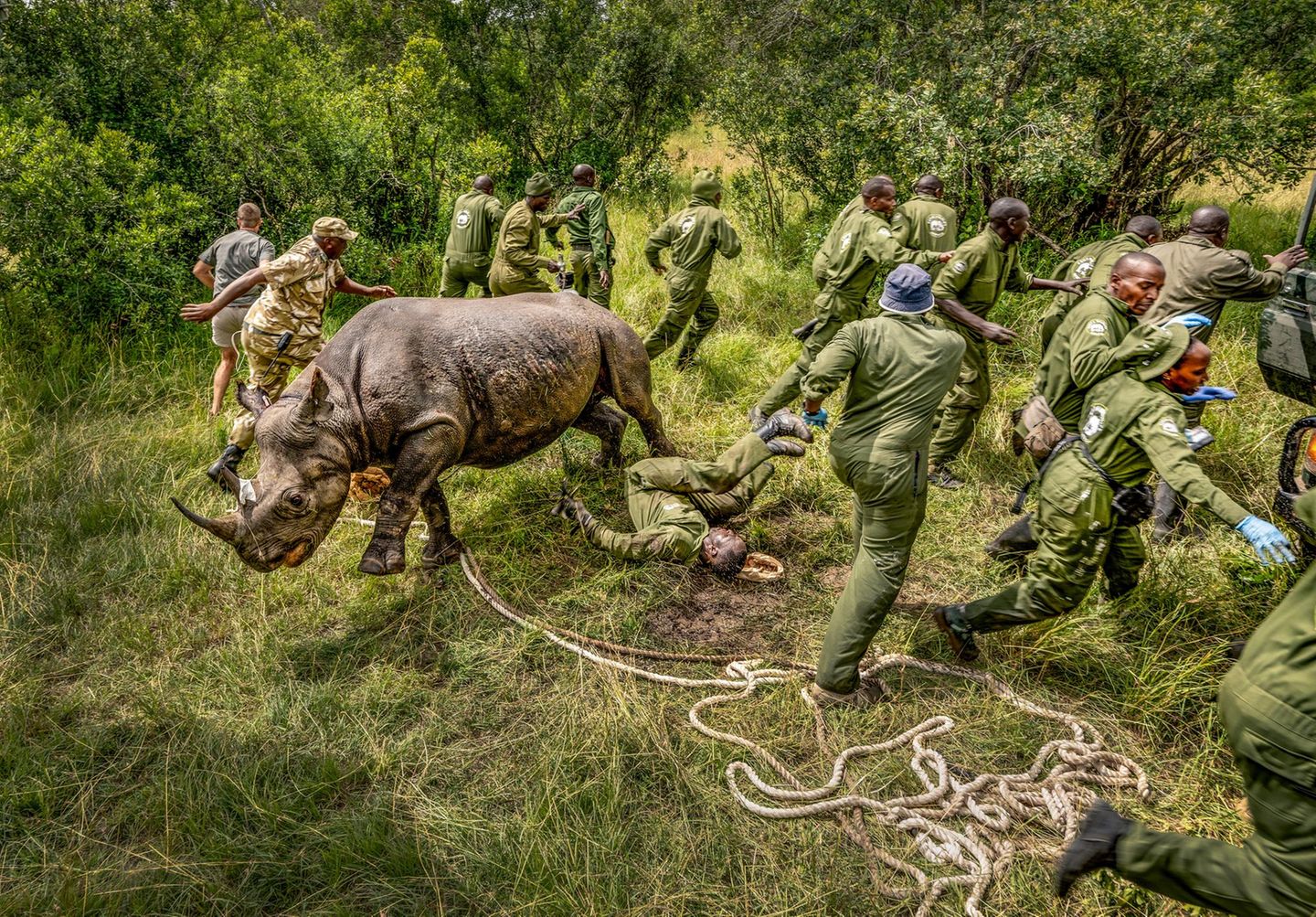Ein Spitzmaulznashorn ringt um Luft, es ist gerade im Ol-Pejeta-Reservat aus einer schwierigen Narkose erwacht. Die Tiere waren einst in Kenia weit verbreitet, wurden jedoch in den 1970er- und 80er-Jahren durch Wilderei fast ausgerottet. Mit dem Schutz durch die Ranger läuft die Wiederansiedlung der Tiere langsam an – das Ziel: 2000 Tiere, um die Zukunft der Art zu retten.