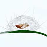 Auf dem Bild wirkt er wie auf dem Tablett präsentiert: Dennoch ist der Kokon gut geschützt, bis der Falter im Regenwald von Xishuangbanna schlüpft. Ein feines Haarnetz schirmt ihn vor Fressfeinden ab. Gefertigt ist es aus dem Setalhaar dieser Mottenart.