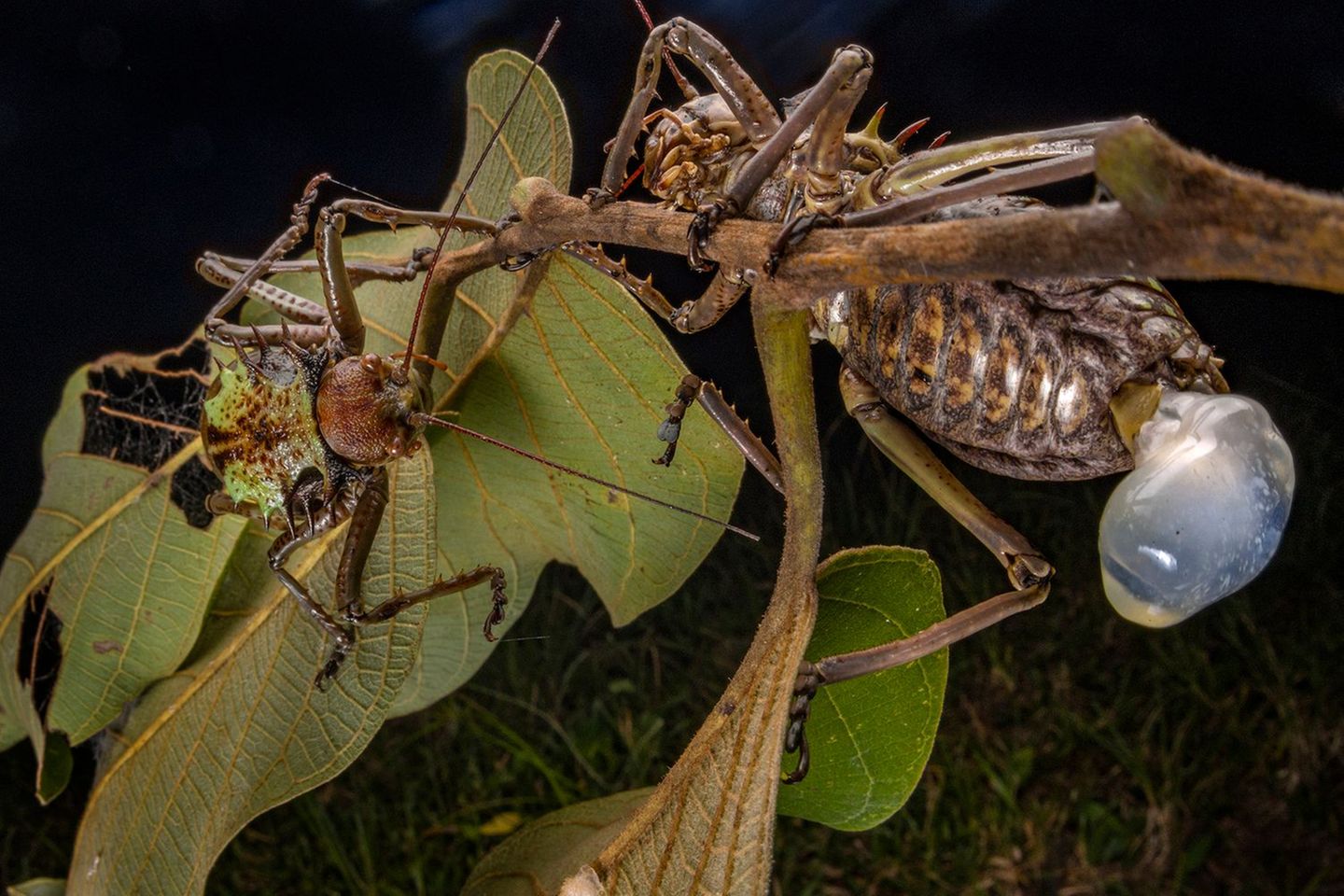 Im Gorongosa-Nationalpark in Mosambik präsentiert eine männliche gepanzerte Laubheuschrecke dem Weibchen einen "Spermatophylax". Der genaue Zweck des nährstoffreichen Pakets ist bislang unbekannt, doch bei der Paarung der Tiere ist er ein Muss.