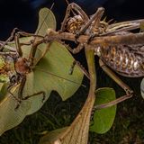 Im Gorongosa-Nationalpark in Mosambik präsentiert eine männliche gepanzerte Laubheuschrecke dem Weibchen einen "Spermatophylax". Der genaue Zweck des nährstoffreichen Pakets ist bislang unbekannt, doch bei der Paarung der Tiere ist er ein Muss.