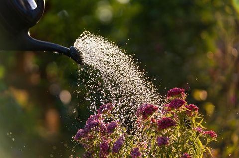 Kühle Dusche für die hübschen Pflänzchen – doch gerade bei Hitze gilt: Lieber sparsam mit dem Gießwasser. Wer seine Pflanzen auf Trockenheit einstellt, braucht auch gar nicht so viel