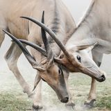 einfach auch mal ein Tier zwischendruch :D 