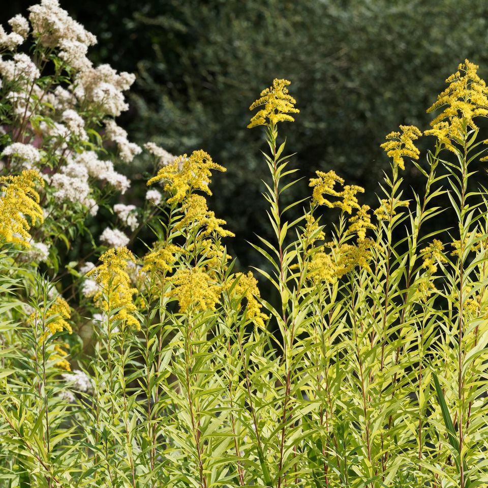 Goldhaar-Aster