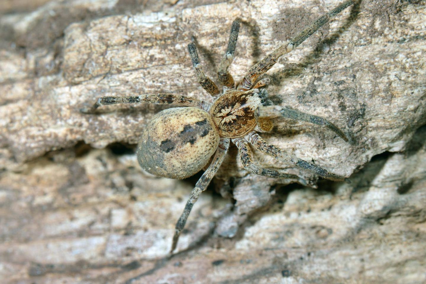 Nosferatu Spinne