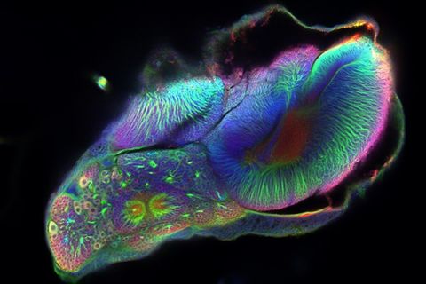Gehirn eines Schmetterlings während der Metamorphose