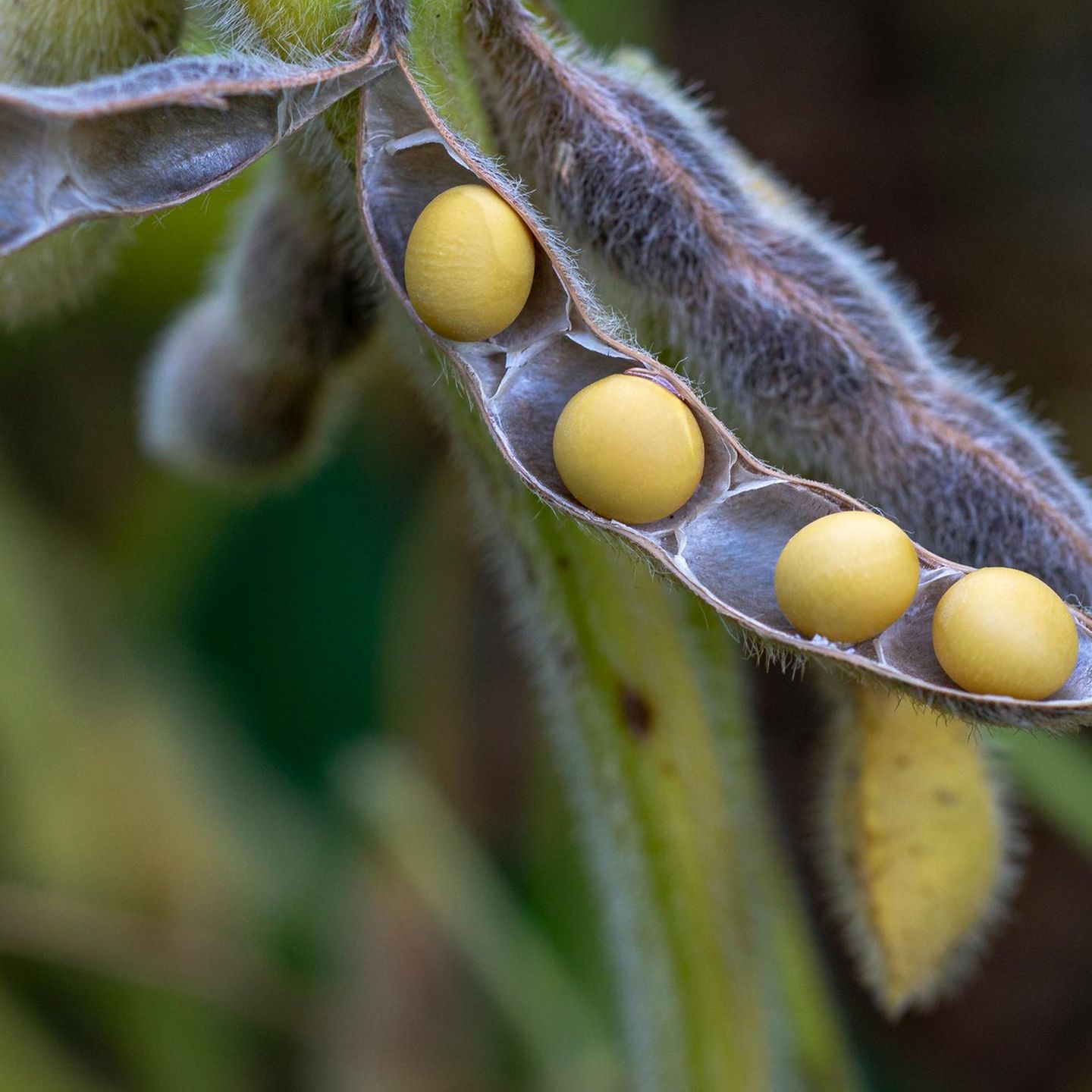 Sojabohnenschote mit Samen darin