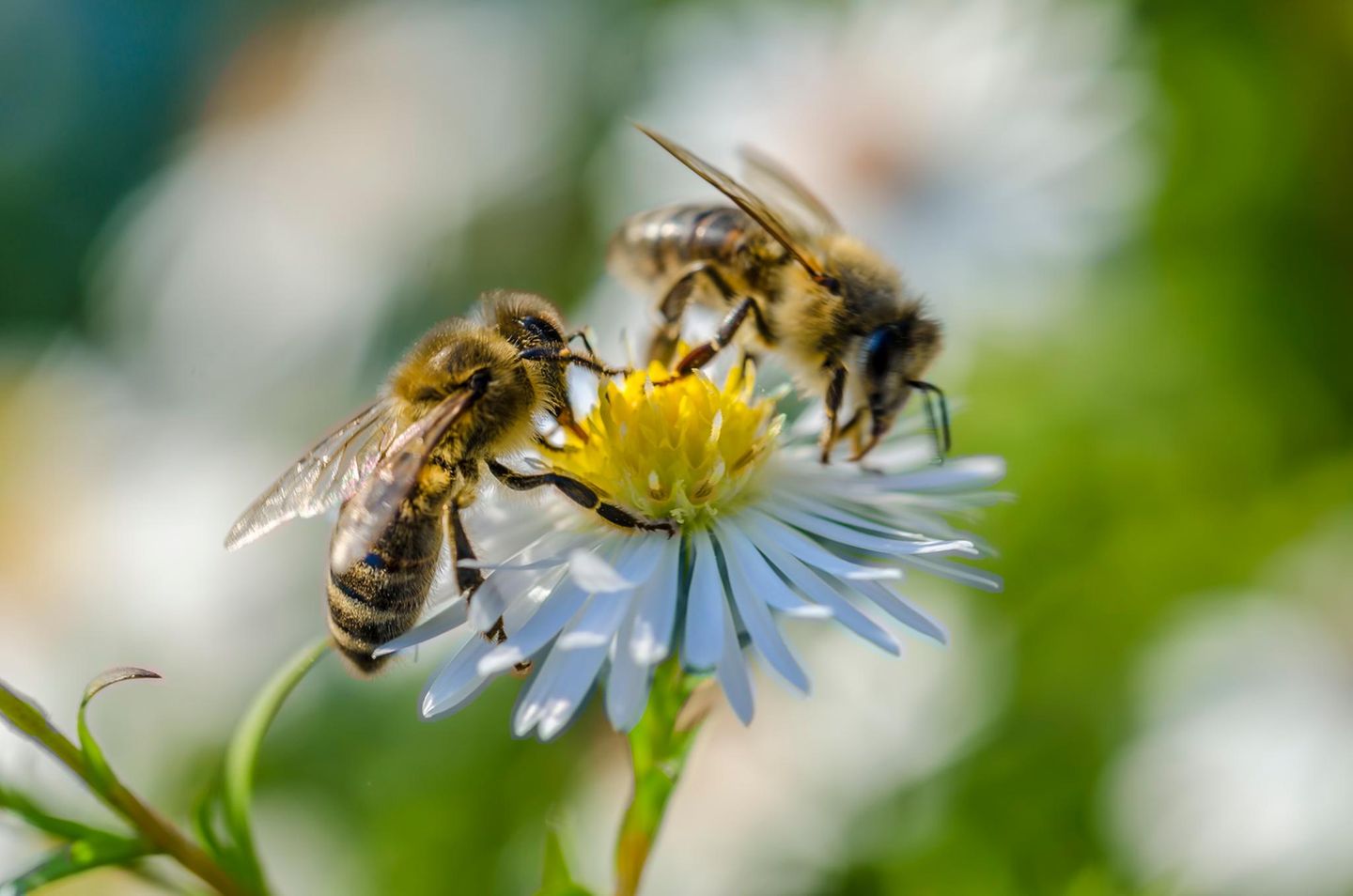 Zwei Bienen auf einer Blüte