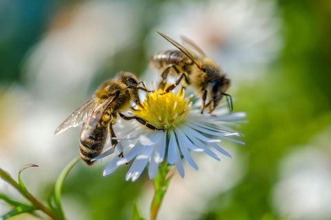 Zwei Bienen auf einer Blüte