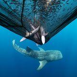 Drei gefangene Haie in einem Fischernetz. Darunter ein Walhai.