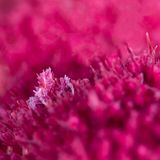 Die Krabbe Hoplophrys oatesii wird wegen ihres Aussehens im Deutschen auch Schleierbäumchen-Spinnenkrabbe genannt. Das Krustentier, das Jade Hoksbergen fotografierte, ist nur etwa einen Zentimeter groß – und dank seiner Form und Farbe auf der rosa Koralle kaum zu erkennen. "Die Krabbe ist ein wahrer Schatz unter den Wellen der Tanon-Straße auf den Philippinen", sagt Hoksbergen.