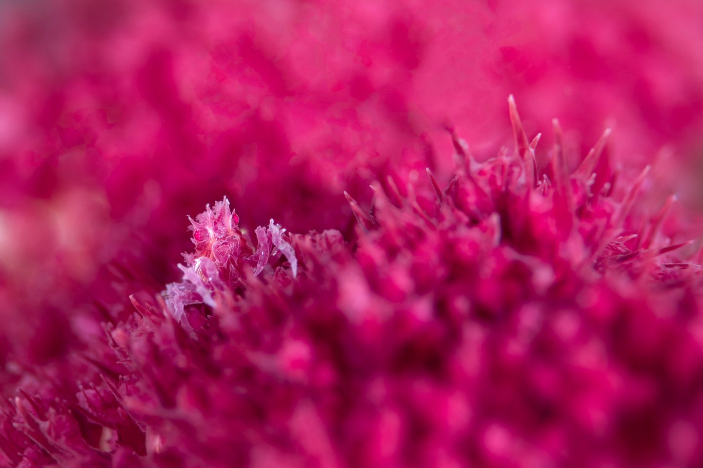 Die Krabbe Hoplophrys oatesii wird wegen ihres Aussehens im Deutschen auch Schleierbäumchen-Spinnenkrabbe genannt. Das Krustentier, das Jade Hoksbergen fotografierte, ist nur etwa einen Zentimeter groß – und dank seiner Form und Farbe auf der rosa Koralle kaum zu erkennen. "Die Krabbe ist ein wahrer Schatz unter den Wellen der Tanon-Straße auf den Philippinen", sagt Hoksbergen.