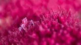Die Krabbe Hoplophrys oatesii wird wegen ihres Aussehens im Deutschen auch Schleierbäumchen-Spinnenkrabbe genannt. Das Krustentier, das Jade Hoksbergen fotografierte, ist nur etwa einen Zentimeter groß – und dank seiner Form und Farbe auf der rosa Koralle kaum zu erkennen. "Die Krabbe ist ein wahrer Schatz unter den Wellen der Tanon-Straße auf den Philippinen", sagt Hoksbergen.