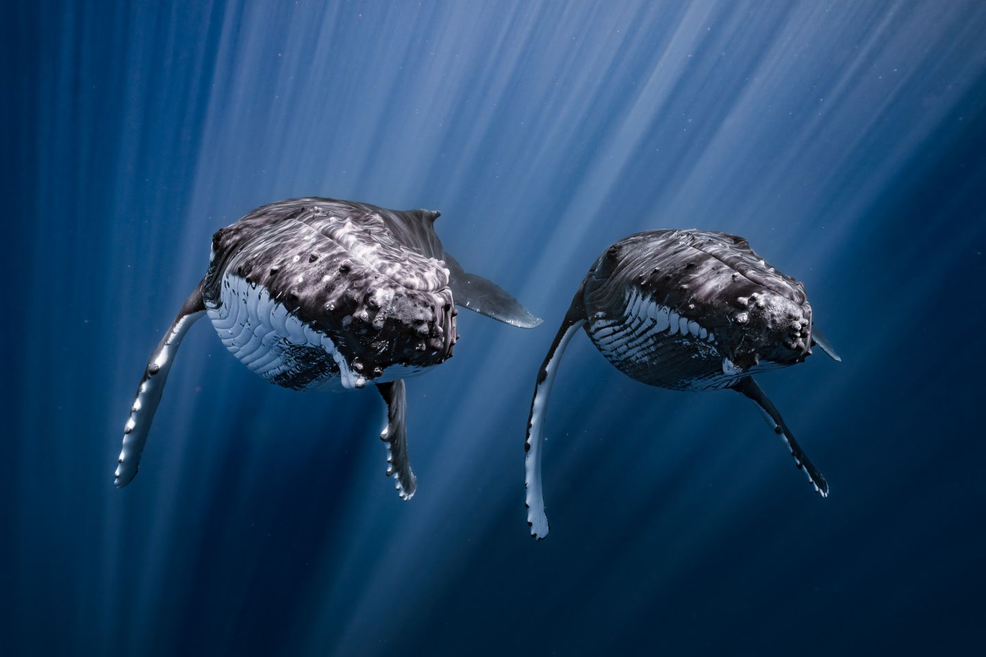 zwei Buckelwale die synchron zueinander schwimmen