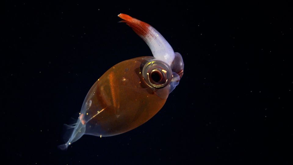Meeresbiologie: Forschende entdecken in Tiefseecanyon bislang unbekannte Kreaturen und filmen sie