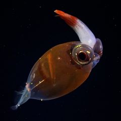Meeresbiologie: Forschende entdecken in Tiefseecanyon bislang unbekannte Kreaturen und filmen sie