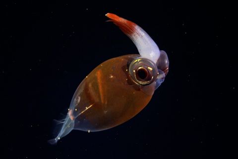 Meeresbiologie: Forschende entdecken in Tiefseecanyon bislang unbekannte Kreaturen und filmen sie